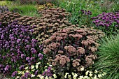 SEDUM MATRONA