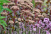SEDUM MATRONA