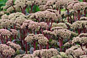 SEDUM MATRONA