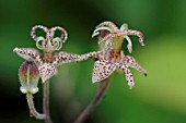 TRICYRTIS