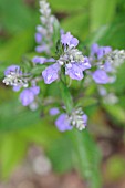 SCUTELLARIA INCANA