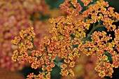 ACHILLEA MILLIFOLIUM WALTHER FUNCKE