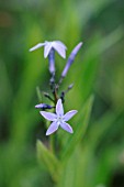 AMSONIA ORIENTALIS