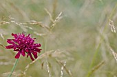 KNAUTIA MACEDONICA