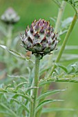 CYNARA SCOLYMUS