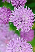 ALLIUM SCHOENOPRASUM