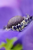 ANEMONE CORONARIA DE CAEN