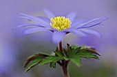 ANEMONE BLANDA