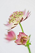ASTRANTIA MAXIMA