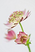 ASTRANTIA MAXIMA