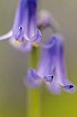 HYACINTHOIDES NON-SCRIPTA