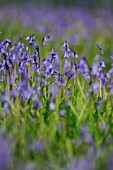 HYACINTHOIDES NON-SCRIPTA