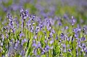 HYACINTHOIDES NON-SCRIPTA