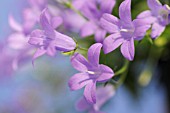 CAMPANULA ISOPHYLLA