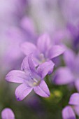 CAMPANULA ISOPHYLLA