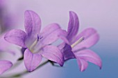 CAMPANULA ISOPHYLLA