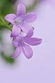 CAMPANULA ISOPHYLLA