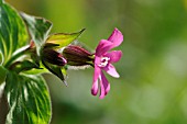 SILENE DIOICA