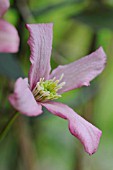 CLEMATIS MONTANA RUBENS