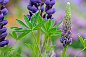 LUPINUS