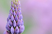 LUPINUS