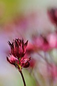 ASTRANTIA CARNIOLICA RUBRA