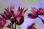 ASTRANTIA CARNIOLICA RUBRA