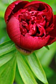 PAEONIA OFFICINALIS