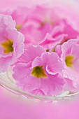 PINK PRIMULA