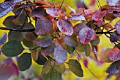 COTINUS COGGYGRIA ROYAL PURPLE