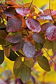 COTINUS COGGYGRIA ROYAL PURPLE