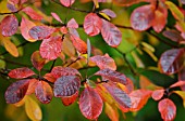 COTINUS COGGYGRIA ROYAL PURPLE