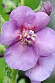 VERBASCUM SUGAR PLUM