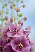 VERBASCUM SUGAR PLUM