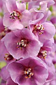 VERBASCUM SUGAR PLUM