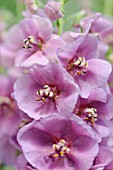 VERBASCUM SUGAR PLUM