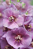 VERBASCUM SUGAR PLUM