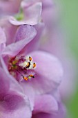 VERBASCUM SUGAR PLUM