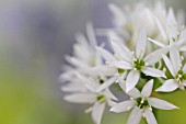 ALLIUM URSINUM