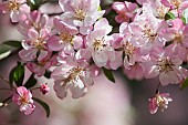 Crab apple, Japanese crab, Malus floribunda,Detail of pink coloured blossoms growing outdoor.