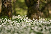 Anemone, Anemone nemorosa, A carpet of Wood Anemone growing outdoor.