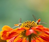 Helens flower, Sneezeweed, Helenium, Hoverflies feeding on  Sneezewort