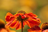 Helens flower, Sneezeweed, Helenium flower, Sneezewort growing outdoor.