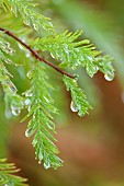 Swamp Cypress, Taxodium distichum, Rain drops hanging from green foliage after a shower.