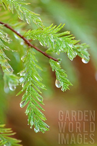 Swamp_Cypress_Taxodium_distichum_Rain_drops_hanging_from_green_foliage_after_a_shower