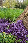 Purple toothwort, Lathraea cladestina, Rare parasitic plant living on willow tree roots, North Yorkshire, April.
