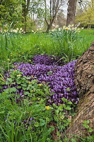 Purple_toothwort_Lathraea_cladestina_Rare_parasitic_plant_living_on_willow_tree_roots_North_Yorkshir
