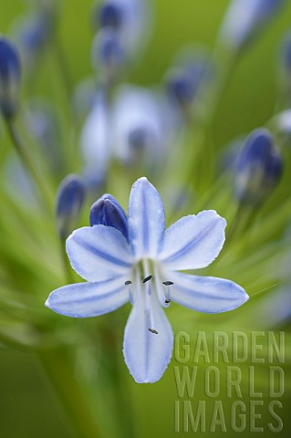 Agapanthus_African_lily_Lily_of_the_nile_close_up_of_a_single_flower_growing_outdoor