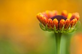 HelenÕs flower Sneezeweed, Sneezewort Helenium orange coloured flowerbud growing outdoor.