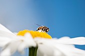 Daisy, Ox-eye daisy, Leucanthemum x superbum Alaska,  Hoverfly feeding on flower.